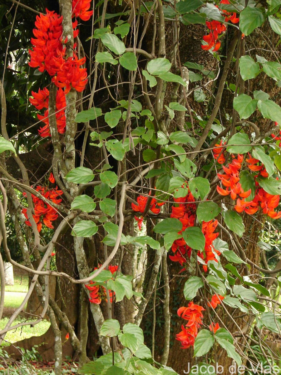 Mucuna novoguineensis Scheff.